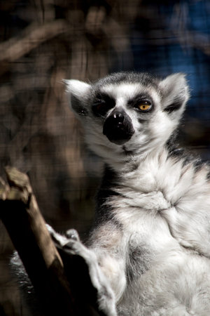 the ringtailed lemur is grey and white with a black nose and brown eyes