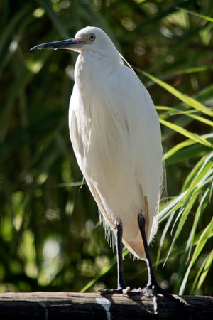 the little egret is a white bird with a black beak
