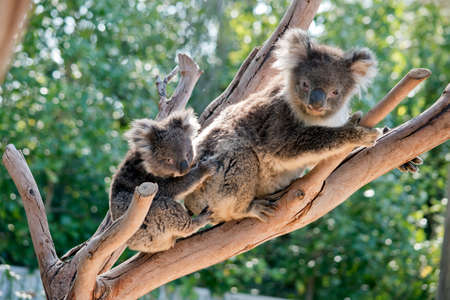 the joey koala is holding onto his mothers backの写真素材