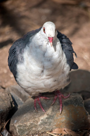 the white headed pigeon has a white body and black wings