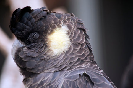 this is a close up of a  female red tailed black cockatoo