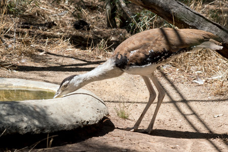the Australian bustard is drinking out of a pond