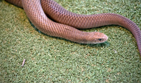 the tiapan is a long poisonous snake found in Australiaの写真素材