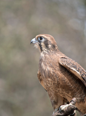 the brown falcon is perched on a glove