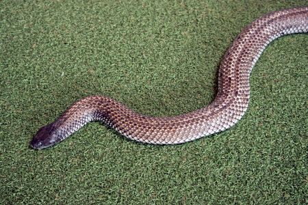 the Kangaroo Island tiger snake is a long poisonous snake found in Australia