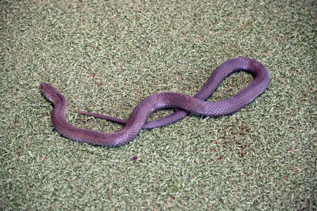the pygmy copperhead snake is slithering over the grassの写真素材