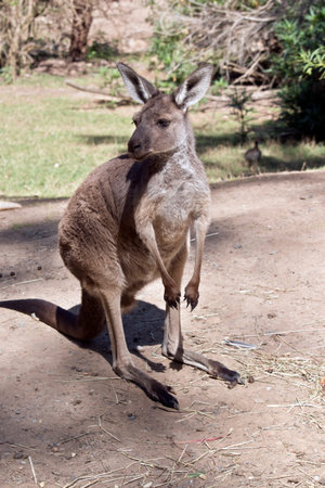 the western grey is standing on its hind legs