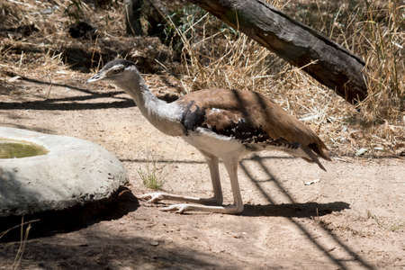the Australian bustard is resting on the groundの写真素材