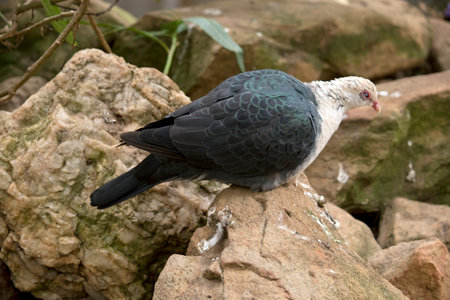 this is a side view of a  white headed pigeon