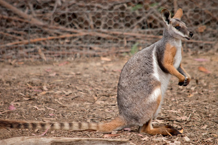 the yellow footed rock wallaby matches in with his surroundings