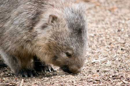 this is a side view of a wombat