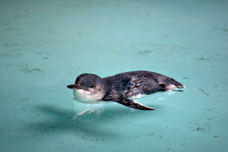 the penguin is a black and white flightless birdの写真素材