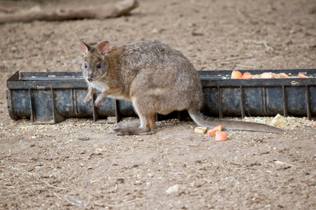 the pademelon is a rufous and grey small marsupial