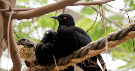 the white winged cough almost completely black bird. It has a curved beak, a red eye and a large white wing patch, which is seen when.の写真素材