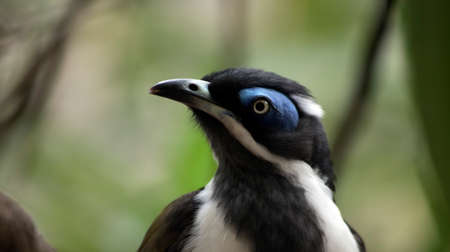 the blue faced honeyeater is black, white and olive green. He has a blue eye beow.の写真素材