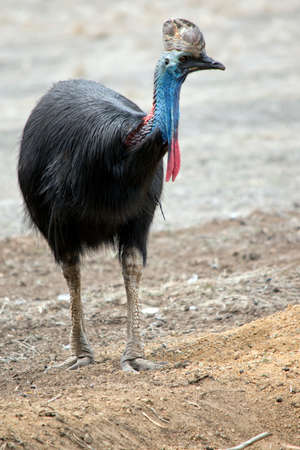the cassowary is a large bird that  has long black feathers on his body with a brown helmet and blue and red wattleの写真素材