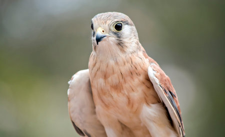 the Australian kestrel is a brown and white raptor