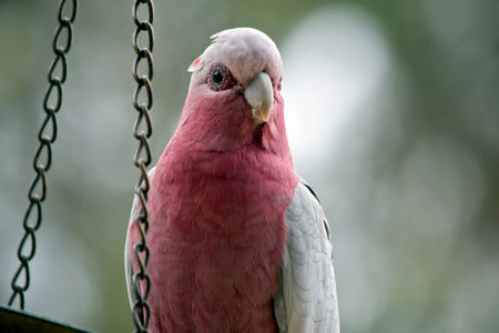 the galah is pink and grey bird with a white head