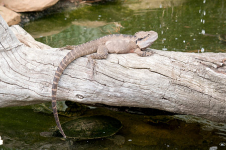 the water dragon is balancing on a log