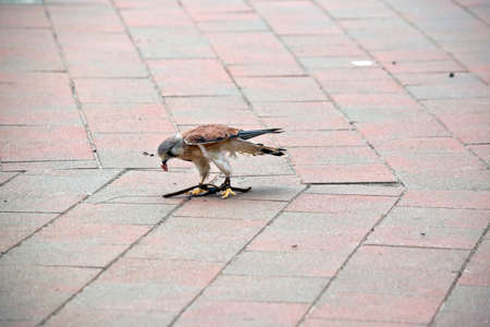 the Australian kestrel is eating meatの写真素材