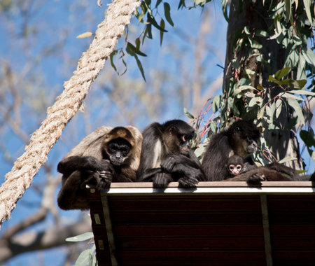 the mother spider monkey is cuddling her infant.
