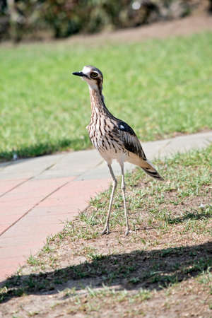 the bush stone curlew is a tall bird, that stays still when in dangerの写真素材