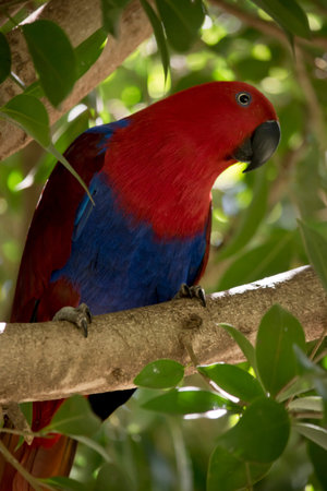 the female electus is a red and blue bird  with a black beakの写真素材