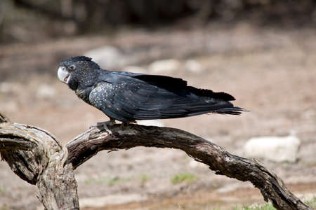 the female red tailed black cockatoo is on a branchの写真素材