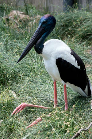 the black necked stork is resting on the grassの写真素材