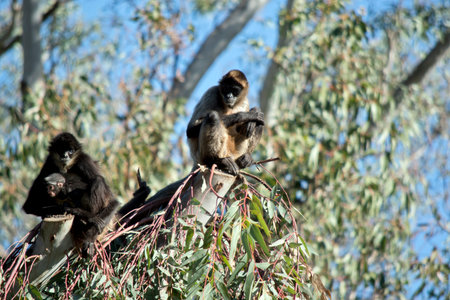 the mother spider monkey is cuddling her infant.