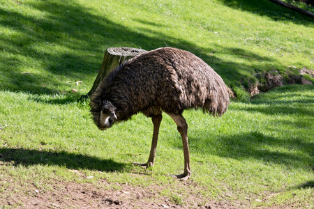 the emu is a tall flightless bird