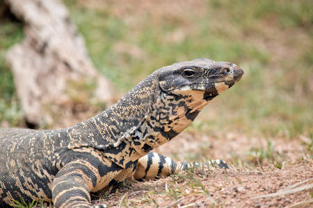 this is a close up of a lace lizard