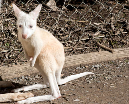 the joey kangaroo is exploring his environmentの写真素材