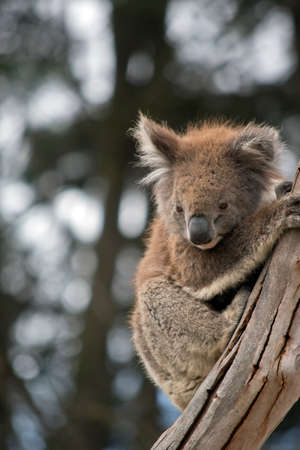 the joey koala is 8 months old its mother perished in the bush fireの写真素材