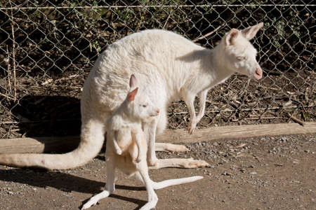 the joey kangaroo is exploring his environmentの写真素材