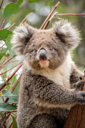 the young koala is grey and rufous with fluffy earsの写真素材