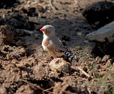 the zebra finch is looking for food