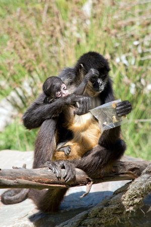 the baby monkey is resting on his mother
