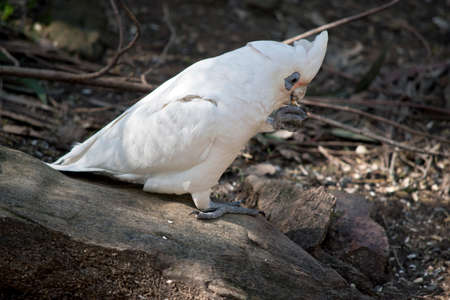 the little corella is white bird with the blue around its eyesの写真素材