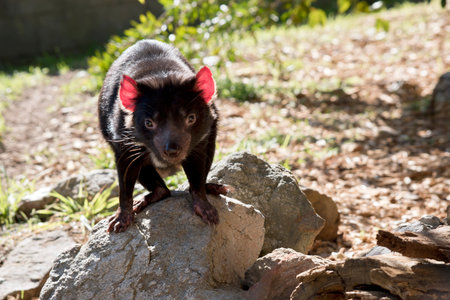 the Tasmanian devil is standing on a rock