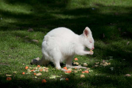 the albino wallaby has pink ears, nose and eyesの写真素材
