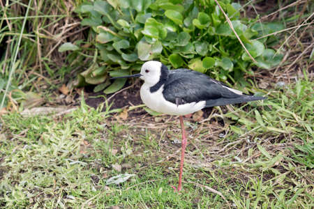 the black winged stilt is a black and white water birdの写真素材