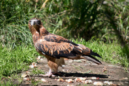 the black kite is a brown raptor with black on the end of its wingsの写真素材