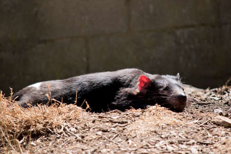 the Tasmanian devil is black with a white stripe and pink earsの写真素材