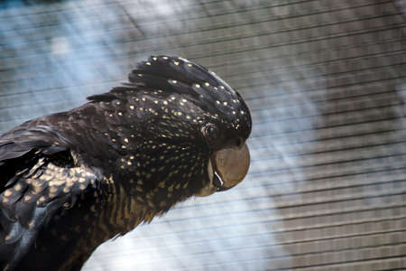 this is a side view of a female red tailed cockatooの写真素材