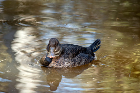 the female blue billed duck is brown with a fan tail