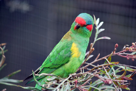 the musk lorikeet is on a bush nibbling its leaves