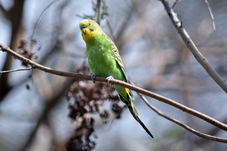 the budgergar has a yellow head and a green body