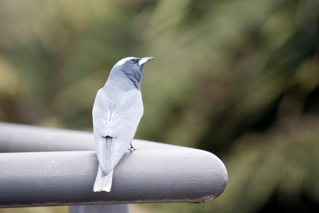 the woodswallaw is a grey bird with a black face