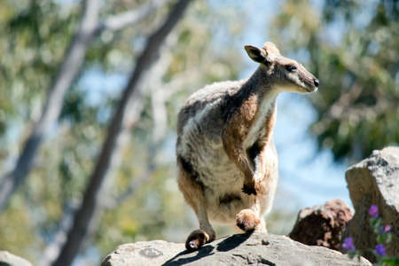 the yellow footed rock wallaby is grey, tan and white wallabyの写真素材